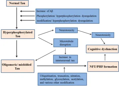 Figure 1.Proposed mechanism of NFT generation leading to cognitive dysfunction byhyperphosphorylated Tau.