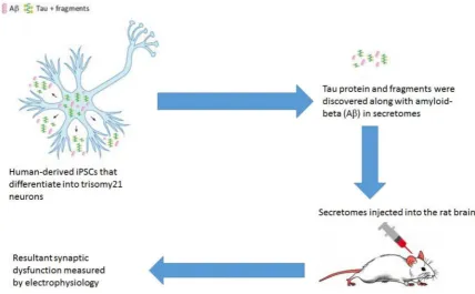 Figure 2. Synaptic dysfunction in rat model caused by secretomes from human derived iPSCs (Adaptedfrom [121]).