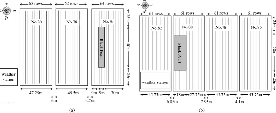 Table 1.  Planting material, dimensions, sowing date, tasseling date and silking date