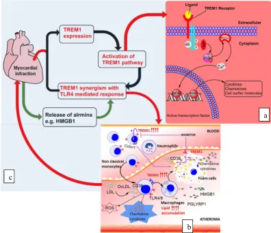 Figure 1. TREM-1 in pathogenesis of atherosclerosis leading to acute myocardial infraction: (a) oxLDL concentration elevation in the plasma induces TREM-1 upregulation and its ligand interaction leading to the downstream signaling