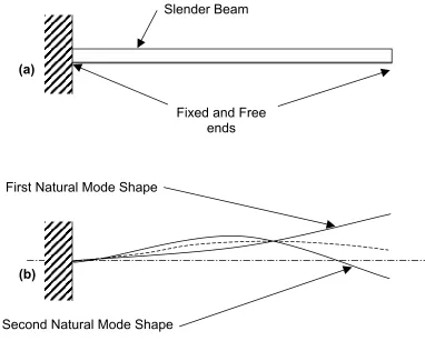 Figure 2.2. (a) The fixed-free beam model, and (b) its first two bending mode shapes. 