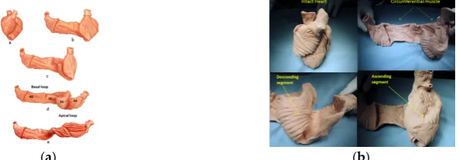 Figure 1. (right - circumferential or basal loop unfolding its right segment. Second layer – further circumferential or basal loop unfolding of its left segment and showing inner helix