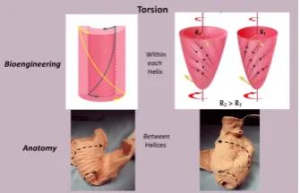 Figure 10. Torsion. The bioengineering approach (upper left) shows it develops “within each helix”; epicardial (outer) muscle has counterclockwise apex and clockwise base rotation, while endocardial (inner) muscle has clockwise apex and counterclockwise ba