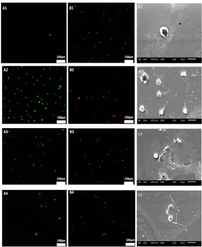 Figure 7. Live/Dead® cell viability results of endothelial cell adherence on the STFN substrates after 2 hr exposure: (A1-B1) 15V, (A2-B2) 5V, (A3-B3) 1V and (A4-B4) 0V (control UTFN) and SEM images of endothelial cells on the STFN substrates: C1) 15V, C2)