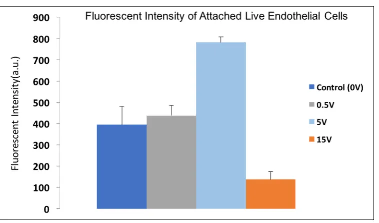Figure 8. Fluorescent intensity of attached live Calcein AM stained endothelial cells under applying 0V, 0.5V, 5V and 15V conditions