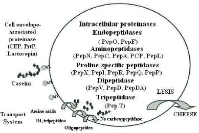 Figure 2.9. Proteolytic system of Lactococcus and other lactic acid bacteria. Adapted from 