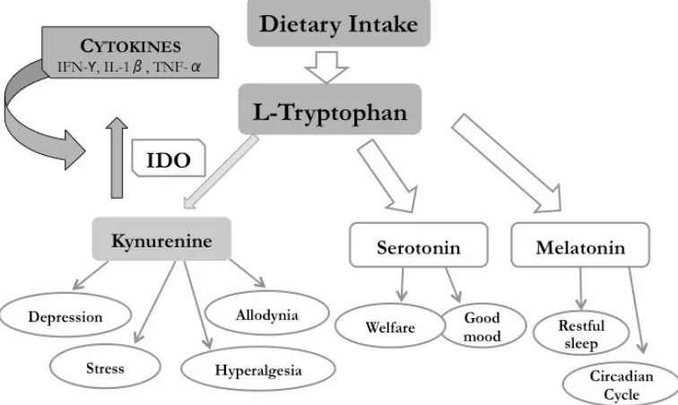 Figure 3. The tryptophan/kynurenine pathway (TKP) and its implications in 