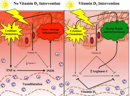 Figure 5. The Effect of Oral Vitamin D3 Intervention on Skin Inflammation [26].  As depicted in panel A, levels of vitamin D3 are at baseline levels in the absence of high dose oral vitamin D3 intervention