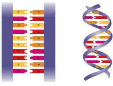 Fig. 5: Structure of double stranded DNA.