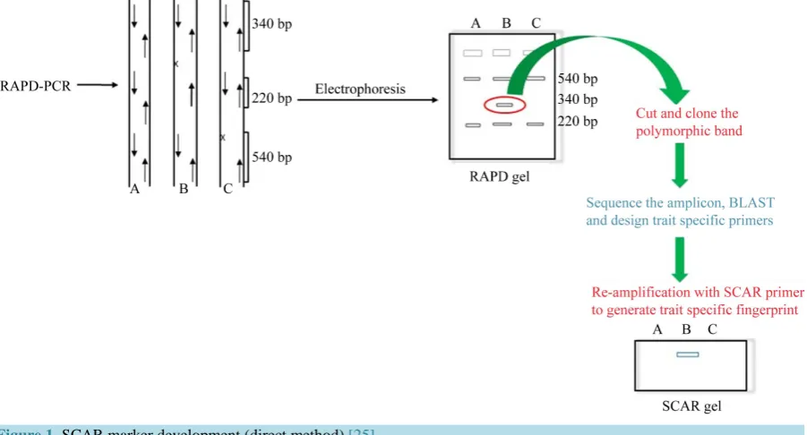 Figure 1. SCAR marker development (direct method) [25].                                                           