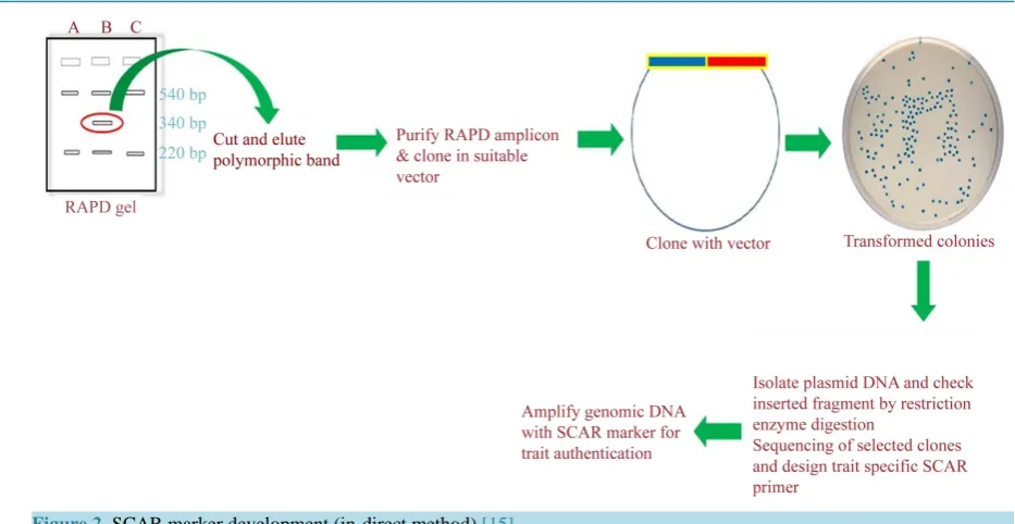 Figure 2. SCAR marker development (in-direct method) [15].                                                            