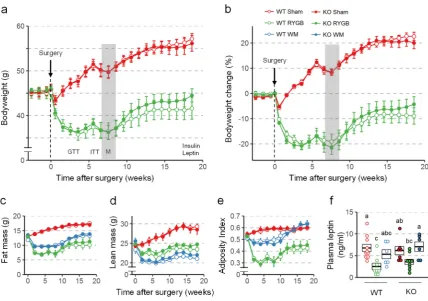 Figure 2. Effect of RYGB or sham surgery, or weight matching to RYGB by caloric restriction (WM) on body weight, body composition, and leptin levels of Y2RKO and WT mice