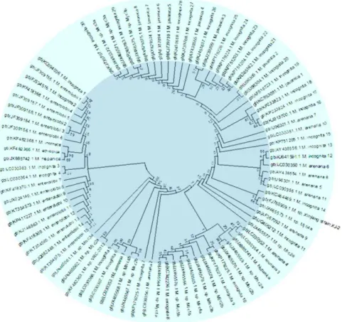Figure 3. The phylogenetic tree of Meloidogyne species was inferred using the Minimum Evolution method