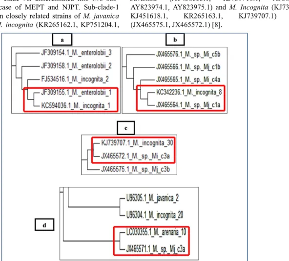 Figure 4. M. enterolobii_1, M. sp_Mj_c1a, M. sp._Mi_c3a were sharing the same clade with different strains of M