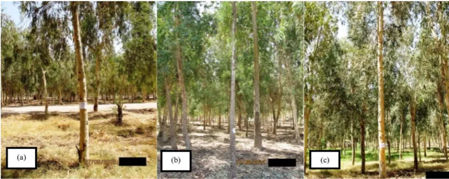 Figure 4. Examples of superior plus trees as sources for propagation purposes: (a) Tree no