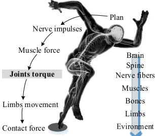 Figure 1. The transfer link and manifestation of motion intention 