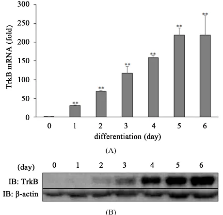 Figure 1. ATRA-mediated induction of TrkB expression in SH-SY5Y cells. (A) SH-SY5Y cells were treated with 10 μM all-trans retinoic acid (ATRA) for 6 days