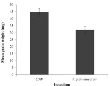 Figure  6.  Mean  effects  of  inoculum  on  mean  grain  weight  of  two  winter  wheat  genotypes;  Mercia  1  and  Mercia  2,  following  point  and  spray  inoculation  and  maintained  at  either  23/15°C  or  28/20°C  in  controlled  environment