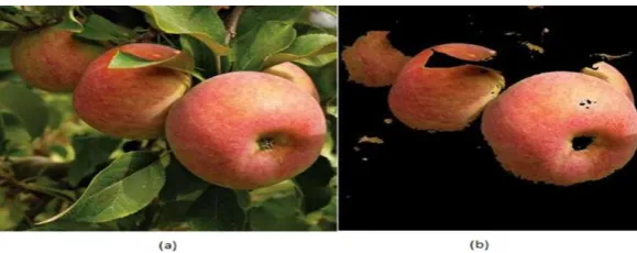 Figure 3 (a) an original image of apricot (b) the result of segmentation with V 