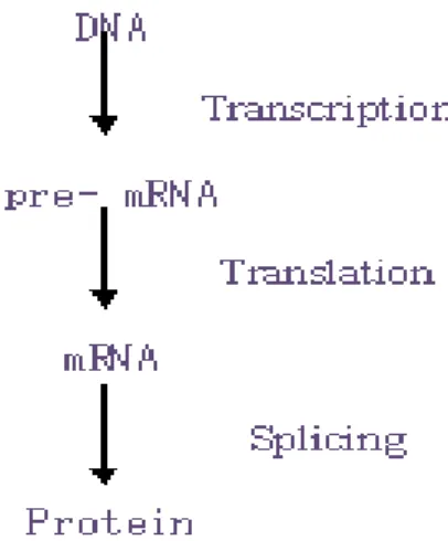 Figure 1. It shows the importance of splicing which ultimate cause for  making of protein