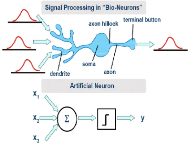 Figure 3. Real biological neuron to artificial neuron. 