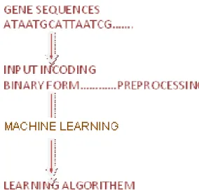 Figure 5. Processing of biological dataset (binary form) through ANN.  First  we  get  DNA  sequences  to  analyze  splice  sites,  second we used sparse encoding to encode these sequences  that is : A as (1000), C as (0100), G as (0010) and T as (0001)  f
