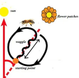 Fig 1: Waggle dance of a honeybee 