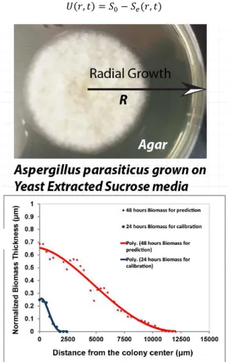 Figure  1.  top)  A  typical  Aspergillusparasiticus  colony  grown  on  yeast  extracted  sucrose  media  after  48  hours,  bottom)  Normalized  biomass  thickness  profile  observed  from  consecutive  SAM  experiments  along  the  black arrow marked in