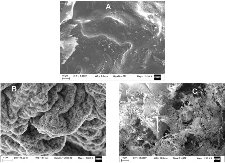 Figure 13. FE-SEM images of freeze-dried CMC-NP-50 without application of magnetic field (A), with application of  SMF (B) and AMF (C)