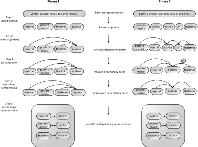 Figure 2. Example illustrating the transformation of a medical phrase from a free-text representation to a  normalized syntactic dependency  vector space representation