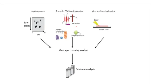 Figure 1: Schematic of mass spectrometry workflow. Separation based on 2D gel electrophoresis and current organelle and post-translational modification separation have helped improve mass spectrometry analysis