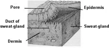 Fig. 1: 3-D representation of the structure of skin [6].