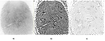 Fig. 14: Result of Holt thinning. a) ﬁngerprint; b) binarization; c) thinning.