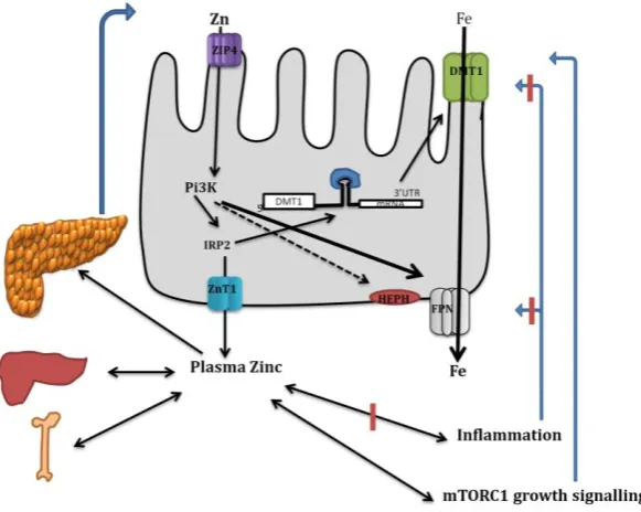 Figure 3. Hypothetical model for direct and indirect effects of zinc on intestinal iron absorption 