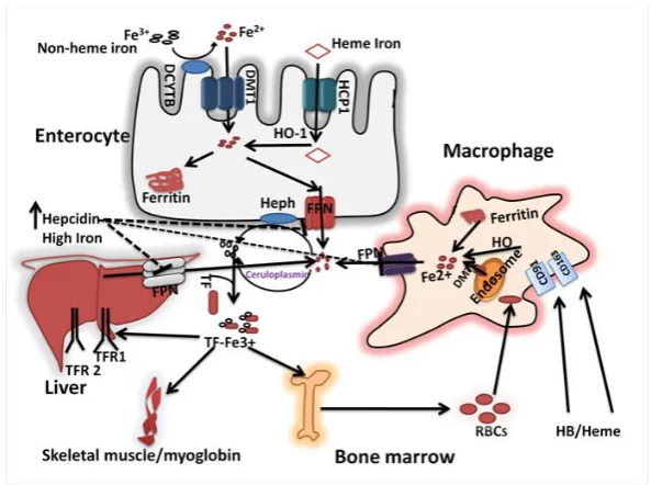 Figure 1. Iron absorption and homeostasis: The dietary non-heme iron is first reduced to ferrous form by DcytB, and is taken up via DMT1 at the apical surface of the enterocytes