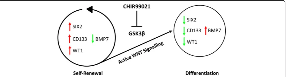 Fig. 6 WNT mediated cell fate decisions in AF-MSCs. Self-renewal renal progenitor cells maintained when WNT signaling is inactive due tosustained upregulated expression of SIX2, WT1 and CD133 and downregulation of BMP7 on mRNA level