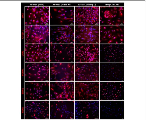 Fig. 4 Renal-specific marker expression in AF-MSCs. Immunofluorescent-based images showing expression and localization of SIX2, CITED1, PAX8,BRN1, PODXL and LHX1 in AF-MSCs cultured in either RCM, PrimeXV or Chang C