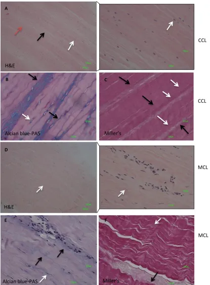 Figure 4.1. Representative images of histological staining of the mid-region of CCL and MCL