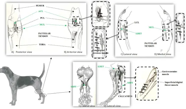 Figure 2.1. Anatomy of canine stifle or knee joint which is adapted from Evans et al. (1979)