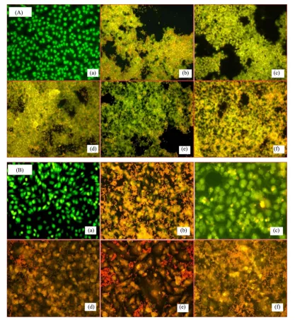 Figure 1. (A) Adhesion of LAB isolates on HCT-15 cell line: the control is only HCT-15 with no LAB iso-late (a) Control, (b) Lb