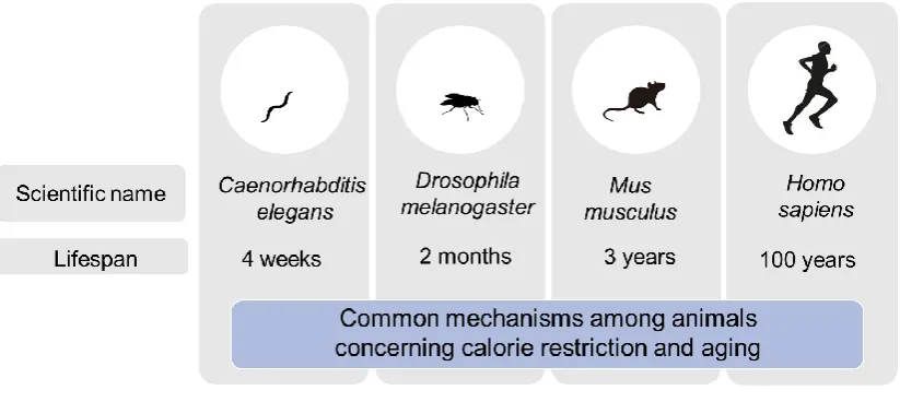 Figure 1. Experimental animal models. 