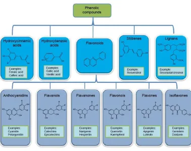 Figure 2 : Phenolic Compounds. 