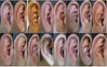 Fig 7: Sample ear images from own created database 