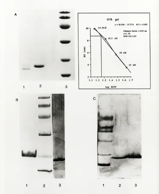 Figure 2.3 shows homogenous (A,C) and gradient (B) SDS-PAGE of the pure factor. Gel A and the standards in gel B were stained using coomassie blue