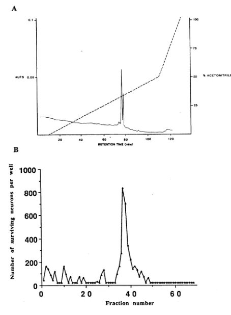 Figure 2.6A aFGF (purified from bovine brain) was chromatographed under identical conditions to those described for the beef heart factor (figure 2.5)