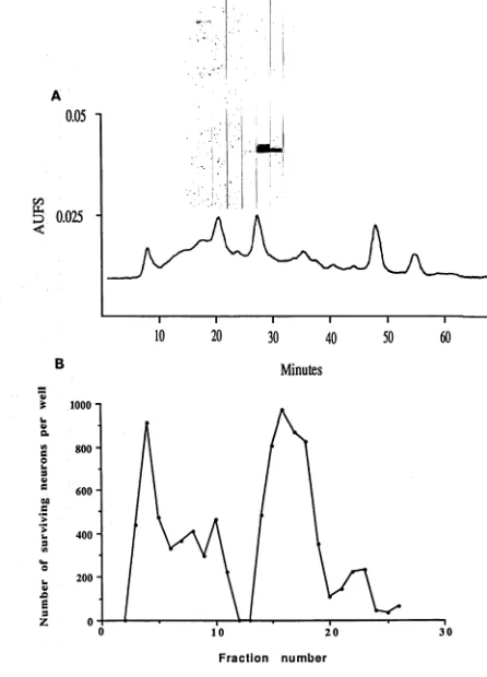 Figure 2.13 A Gel filtration of heparin-binding proteins on Superose 12 (HR 10/30) equilibrated in 0.2M NH4HCO3