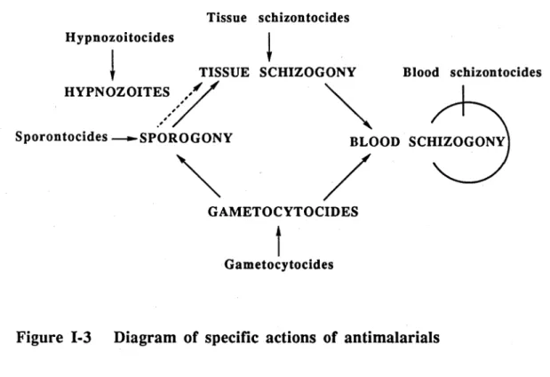 Figure  1-3  Diagram  of  specific  actions  of  antimalarials