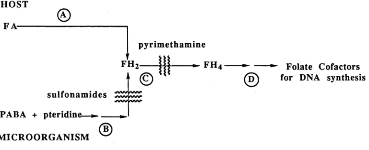 Figure  1-4  Folate  cofactor  biosynthesis  pathway48