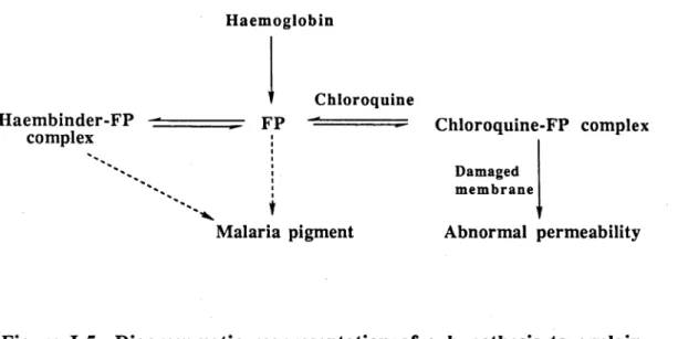Figure  1-5  Diagrammatic  respresentation  of  a  hypothesis  to  explain  the  mode  of  action  of  chloroquine  as  an  antimalarial  drug