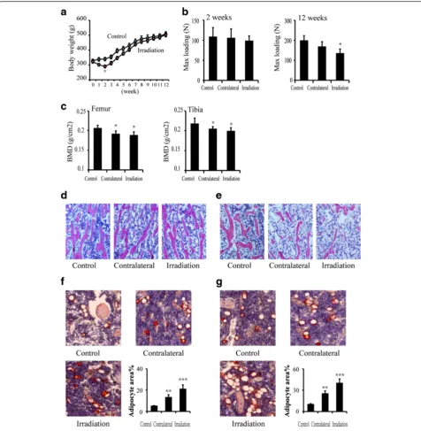 Fig. 2 Effects of in vivo radiation exposure to single bone on (the tibia at 2 and 12 weeks are presented